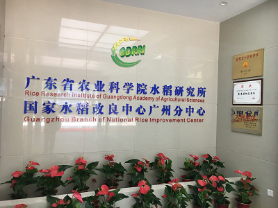 明美體視顯微鏡助力廣東省農(nóng)業(yè)科學院水稻種子觀察鏡相機
