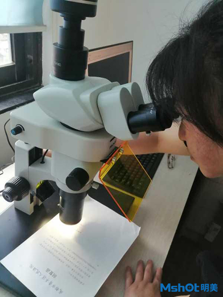 明美體視熒光顯微鏡應用于朱墨時序鑒定