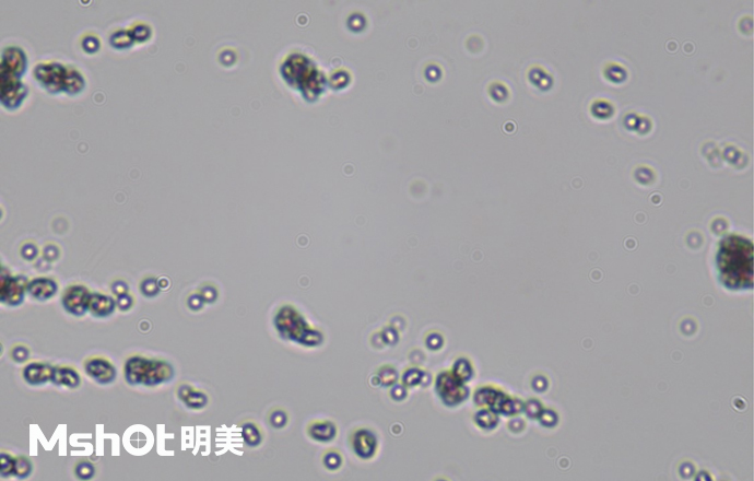 觀察鈦白粉用什么顯微鏡？