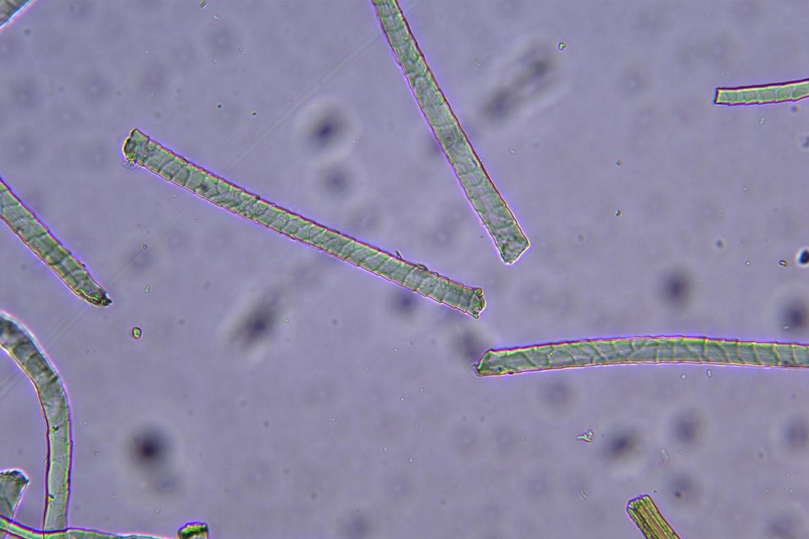 生物顯微鏡下的羊毛|應用百科